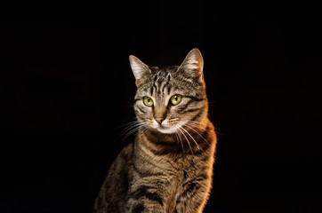 Fototapeta na wymiar portrait of a cat on a black background cute animal photo studio