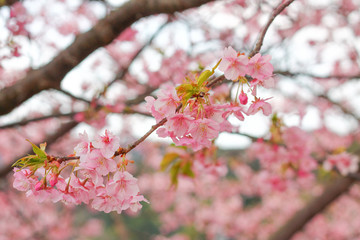 河津桜, 桜, sakura, Japan