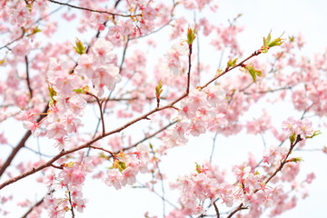 Obraz na płótnie Canvas 河津桜, 桜, sakura, Japan