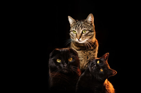 portrait of three cats on a black background cute animal photo studio