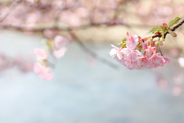 河津桜, 桜, sakura, Japan