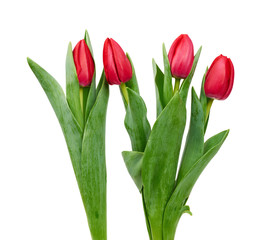 blooming red tulips with green leaves and stem isolated on white background
