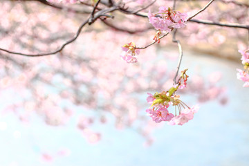 河津桜, 桜, sakura, Japan