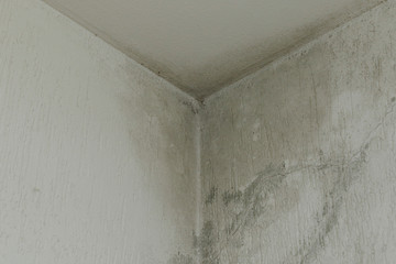 infiltration and mold on the ceiling