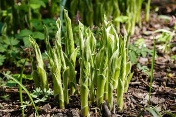 Obraz premium Hosta in its infancy. Hosta is a genus of plants commonly known as hostas. Hostas are widely cultivated as shade-tolerant foliage plants.