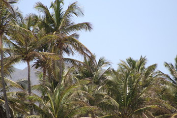 Palmeras