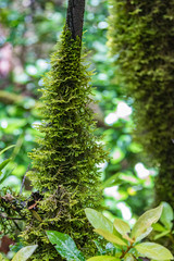 Close up selective focus. Dry trunk of the Canary Laurel covered with thick wet moss. National Park Anaga, Tenerife, Spain