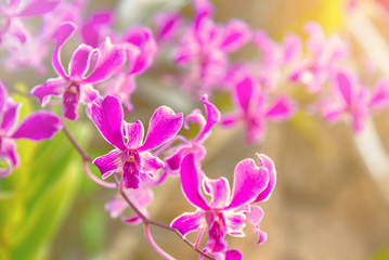 Pink orchid flower with natural background.
