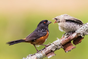 Obraz premium A Spotted Towhee Taking Care of Her Chick