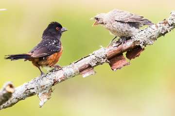 A Spotted Towhee Taking Care of Her Chick