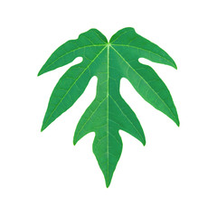 Papaya leaf isolated on white background with clipping path.