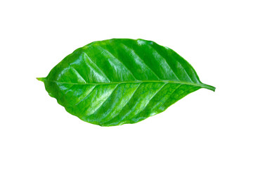 Coffee leaf isolated on white background with clipping path.