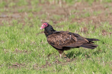 Close up of large Turkey Vulture in grass field