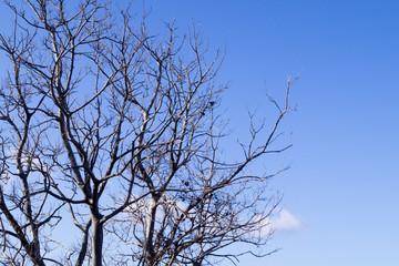 Obraz premium branches of a large tree on a background of blue sky