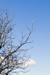 branches of a large tree on a background of blue sky