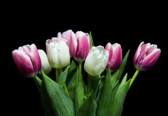 bouquet of  pink and white tulips on black background