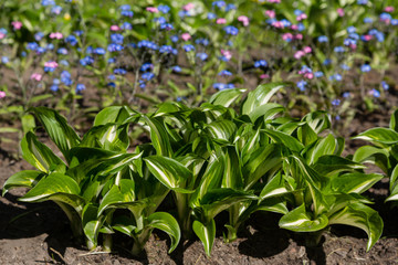 Hosta (lat. Hosta) in garden. Hosta - genus of perennial herbaceous plants of the family Green. Beautiful bright green leaves ornamental plant hosta.