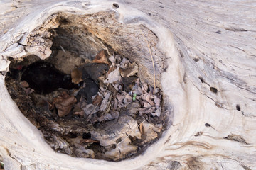 hollow in an old tree trunk