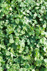 green grass closeup for background