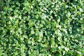 green grass closeup for background