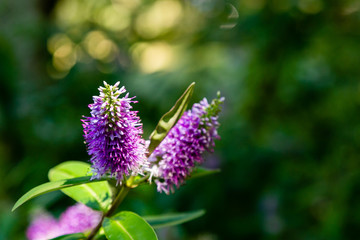 Flower of Hebe speciosa (purpure) with a blur green background