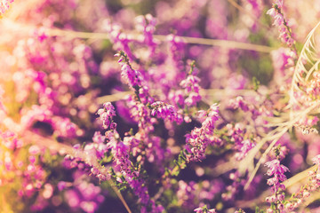 Purple heather at the sunny meadow
