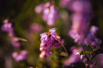 Purple heather at the sunny meadow