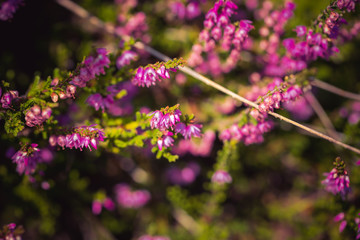 Purple heather at the sunny meadow