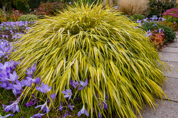 Yellow tuft of Japanese forest grass, Hakonechloa macra aureola. Ornamental Grass - Hakonechloa...