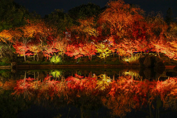 紅葉, 日本, Japan,