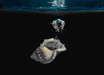 Shell under water on a blue background
