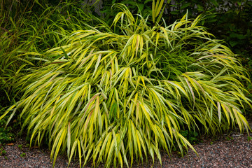 Yellow tuft of Japanese forest grass, Hakonechloa macra aureola. Ornamental Grass - Hakonechloa...