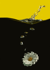 Camomile under water on a black and yellow background