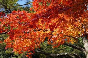 赤く色づいた楓の紅葉