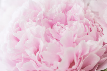 Fototapeta na wymiar Beautiful pink peonies background. Delicate wedding floral background. Blossom pink peonies macro.