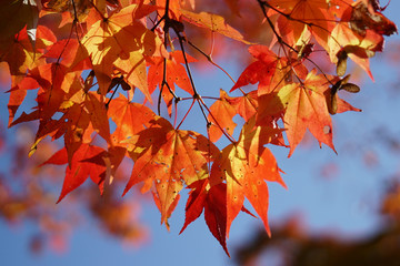 赤く色づいた楓の紅葉