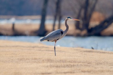 Heron 2