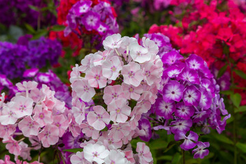 Beautiful different inflorescences of Phlox paniculatа at the Botanical exhibition. The flowers of Phlox paniculata varieties.