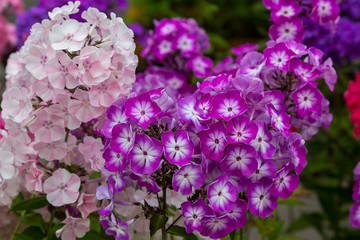 Beautiful different inflorescences of Phlox paniculatа at the Botanical exhibition. The flowers of Phlox paniculata varieties.