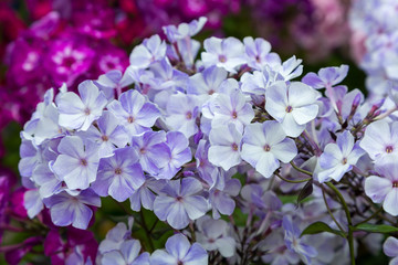 Beautiful different inflorescences of Phlox paniculatа at the Botanical exhibition. The flowers of Phlox paniculata varieties.