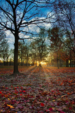 Sunset at the park in autumn and runrays
