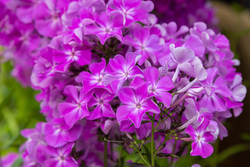Beautiful different inflorescences of Phlox paniculatа at the Botanical exhibition. The flowers of Phlox paniculata varieties.