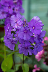 The beautiful blossom of Phlox paniculata. Flowers of Phlox paniculata close up