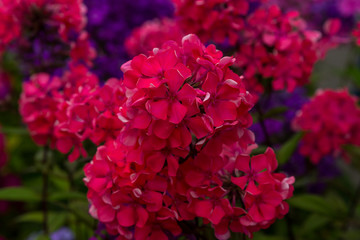 The beautiful blossom of Phlox paniculata. Flowers of Phlox paniculata close up