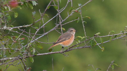 Obraz premium Gartenrotschwanz