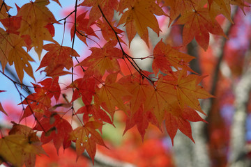 赤く色づいた楓の紅葉