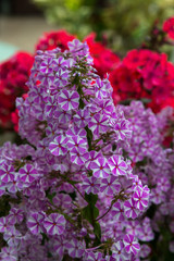 The beautiful blossom of Phlox paniculata. Flowers of Phlox paniculata close up