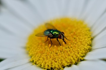 Fly 4