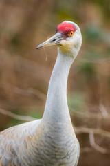 Obraz premium Portrait of a Sandhill Crane