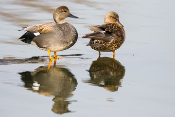 A Mated Pair of Gadwalls Relaxes in the Spring Sun